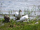 100_3942.jpg