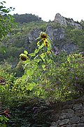 DSC_1443.JPG